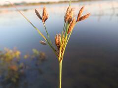 Fimbristylis ferruginea