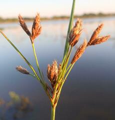 Fimbristylis ferruginea