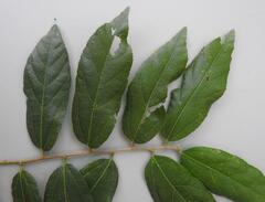 Grewia caffra
