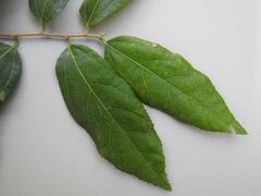 Grewia caffra