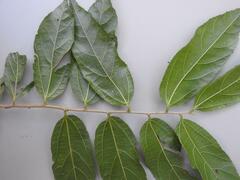 Grewia caffra