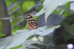 Mechanitis polymnia lycidice