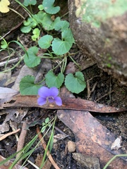 Viola perreniformis