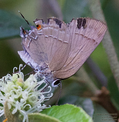 Allosmaitia strophius