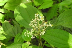 Miconia matudae