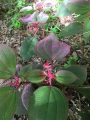 Miconia submontana