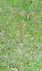 Dendrelaphis pictus