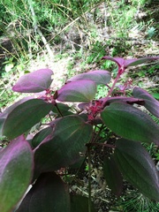 Miconia submontana