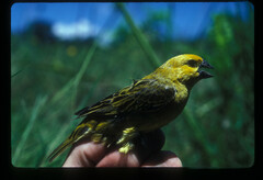 Anomalospiza imberbis
