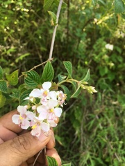 Heterocentron subtriplinervium