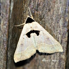 Anoba trigonoides
