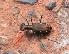 Cylindera decolorata