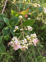 Heterocentron subtriplinervium