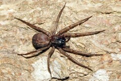 Xeropigo tridentiger