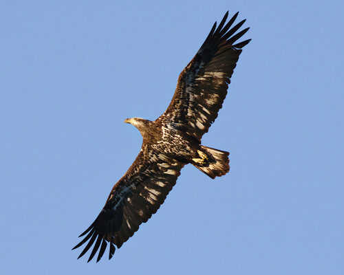 Bald Eagle photographed in New York