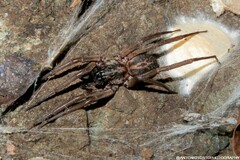 Xeropigo tridentiger