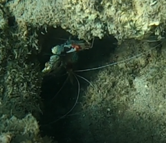 Stenopus
