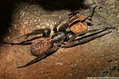 Xeropigo tridentiger