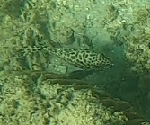 Epinephelus quoyanus