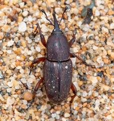 Sphenophorus simplex