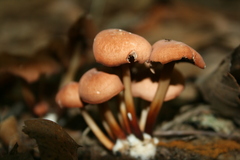 Marasmius cohaerens