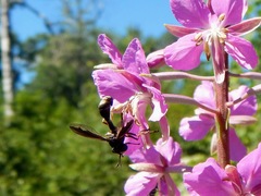 Physocephala furcillata
