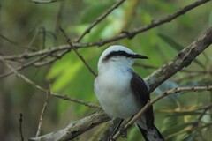 Fluvicola nengeta