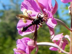 Physocephala furcillata