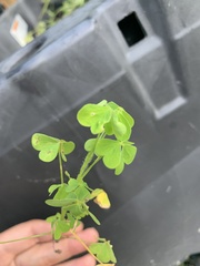 Oxalis grandis