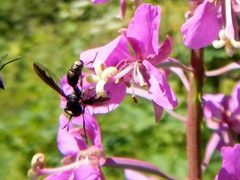 Physocephala furcillata