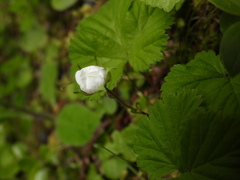 Rubus lasiococcus