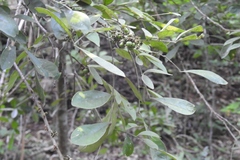 Trichilia havanensis