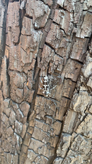 Xylotrechus albonotatus