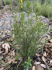 Hypocalymma angustifolium