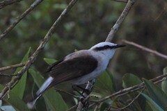 Fluvicola nengeta