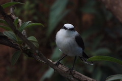 Fluvicola nengeta