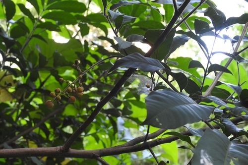 Trichilia martiana (Trichilia martiana)