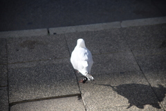 Chroicocephalus novaehollandiae