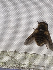 Goniops