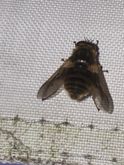 Goniops