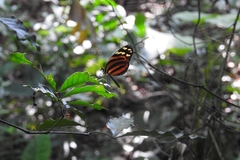 Melinaea lilis imitata