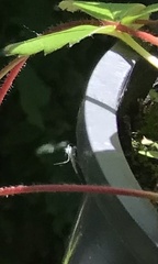 Chaoborus punctipennis