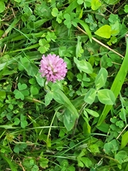 Trifolium pratense