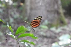 Melinaea lilis imitata