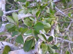 Hyperacanthus amoenus