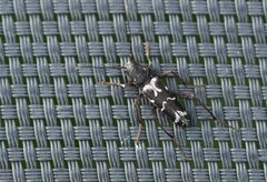Neoclytus muricatulus