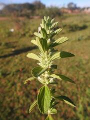 Leucas neuflizeana