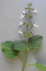 Orthosiphon suffrutescens