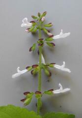 Orthosiphon suffrutescens