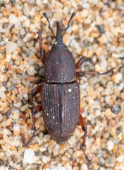 Sphenophorus simplex